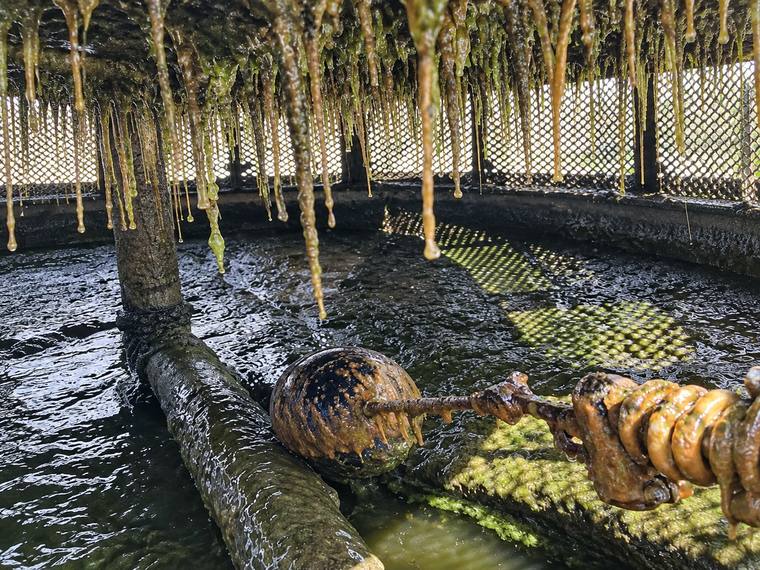 Biological growth in a cooling tower basin